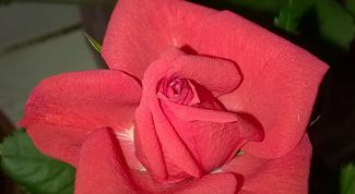 Непростой в уходе, но благодарный цветок