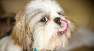 Добрая и игривая