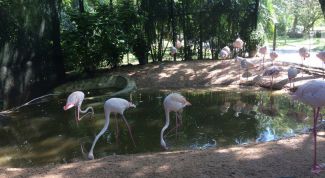 Путешествие по Таиланду: море эмоций, контактный зоопарк, вкусная еда