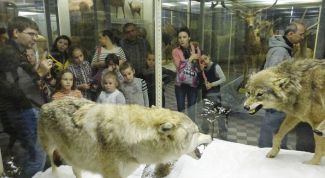 В Зоологическом музее Санкт-Петербурга