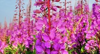 Чай с русскими корнями