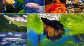 Аквариум в Москвариуме на ВДНХ развлекает, обучает, расслабляет