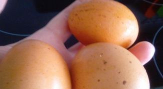 Столкнулись с жарой в птичнике