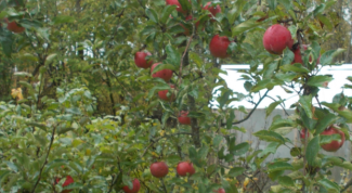 Отличный осенний сорт