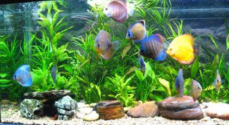 Нет замечаний к работе