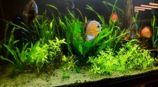 Качественное обслуживание аквариумов