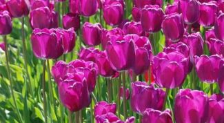 Алмазная вышивка