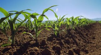 Понравилось качество семян, которые они поставляют