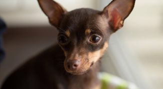 Маленький комочек