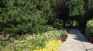 Качественно выполнили работы по озеленению участка