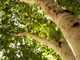 Как вступить в &laquo;Гринпис&raquo;