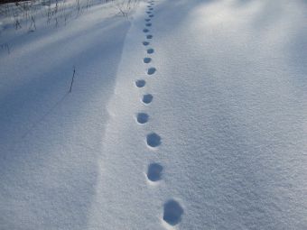 Как определить свежесть следа