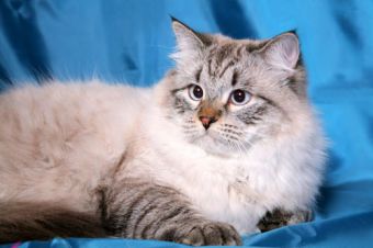 Как кормить домашних кошек здоровье и кормление домашних котов Корма