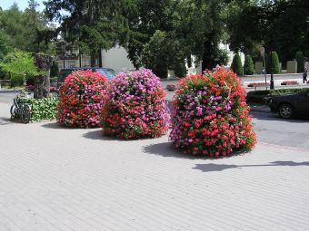 Круглую клумбу из покрышки можно засадить пышными растениями