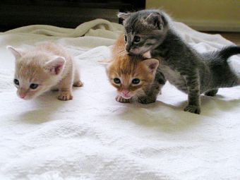 Как избавиться от запаха мочи?