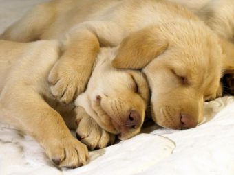 Учите собаку спать на своем месте с самого раннего возраста