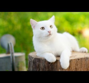 Фото белого котенка