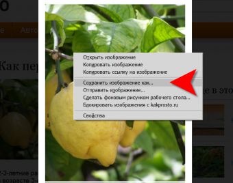 Как скопировать картинки из интернета