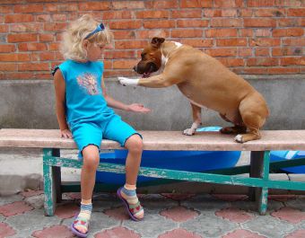 как научить взрослую собаку давать лапу