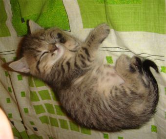 как приучить котенка спать по ночам
