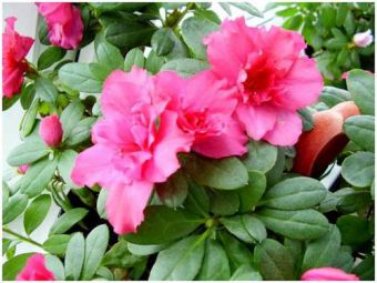 Как сажать цветок в горшок