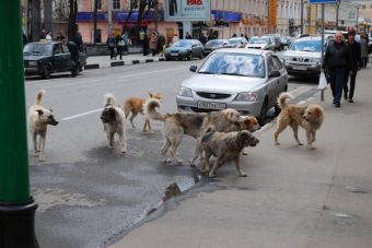 защититься от бродячих собак
