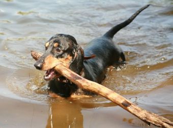 как научить собаку плавать
