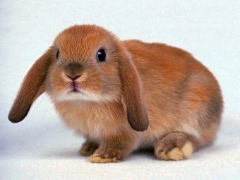 Как нарисовать кролика карандашом