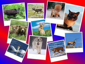 Какие есть программы для создания фотоколлажа