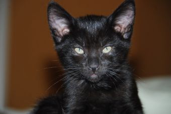 Кот, черный, особенный