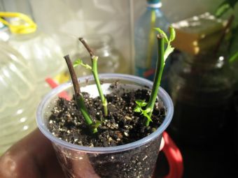 Укоренение черенка дома