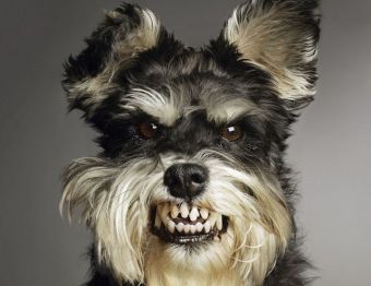 Как меняются зубы у собак