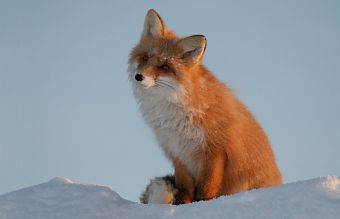 Как из себя выглядит лиса