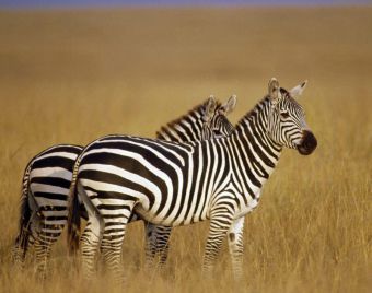 Зебры - знаменитые полосатые животные