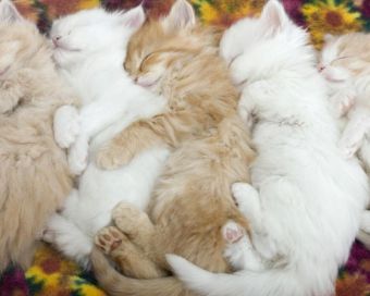 Как спит кошка 