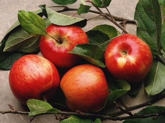 Как сделать яблоки из папье-маше 