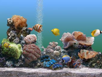 Какая температура должна быть в аквариуме и как ее поддерживать
