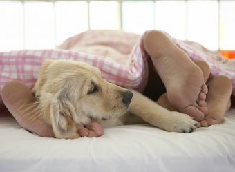 Как отучить собаку спать в одной постели с человеком
