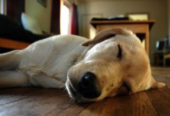 Как приучить собаку спать ночью