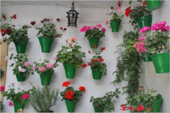 Какие комнатные цветы полезно держать в квартире