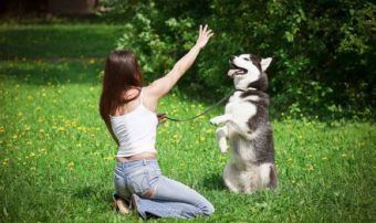 Как приучить собаку к послушанию