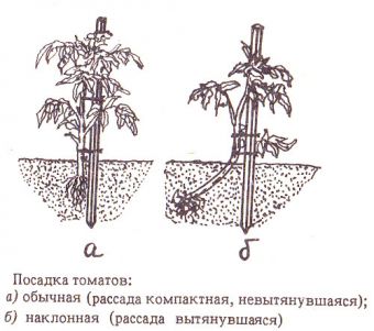 Корневая система томатов глубина и расположение фото
