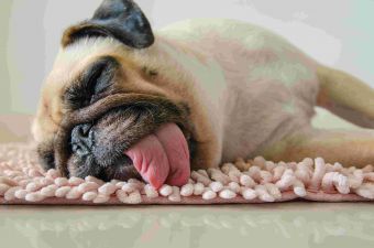 Снятся ли собакам сны?
