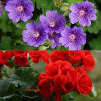 Основное отличие двух растений в форме цветков