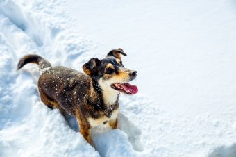 10 советов, как выгуливать собаку зимой