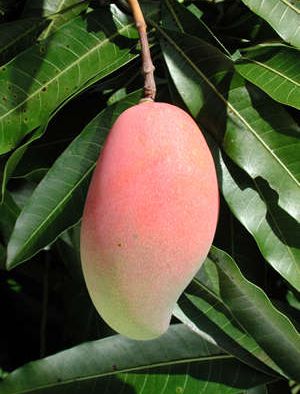 How to grow a mango at home