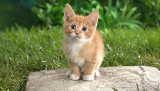 забавные клички для для котов девочек