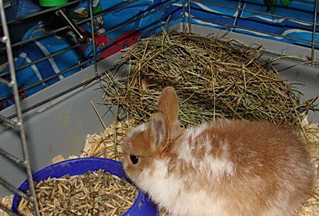 How to feed dwarf <strong>rabbit</strong>