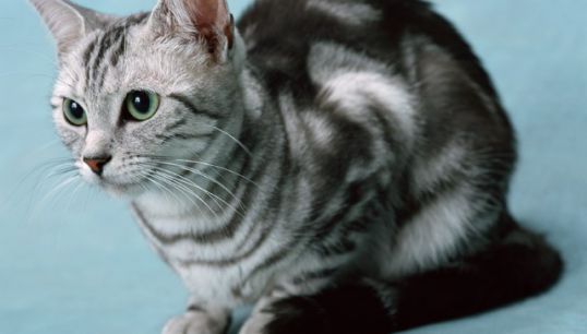 как накормить кошку