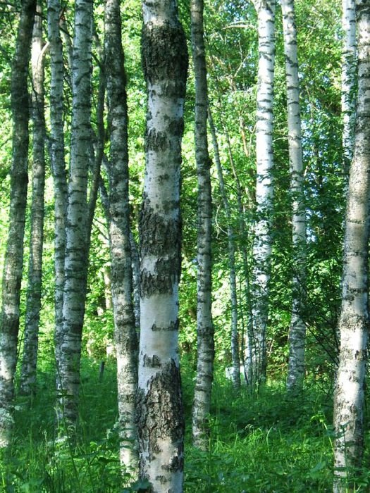 Болезни березы фото и название лечение